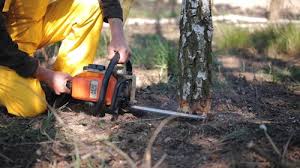 Best Root Management and Removal  in Bryn Mawr Skyy, WA