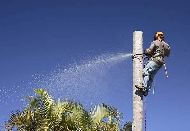 Best Palm Tree Trimming  in Bryn Mawr Skyy, WA