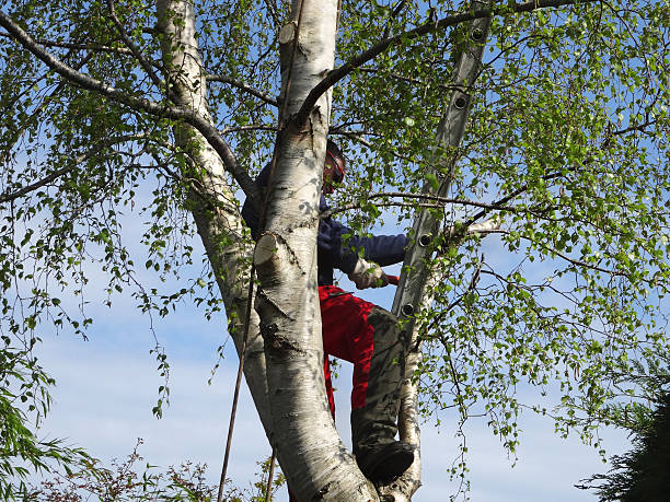 Bryn Mawr Skyway, WA Tree Care Company