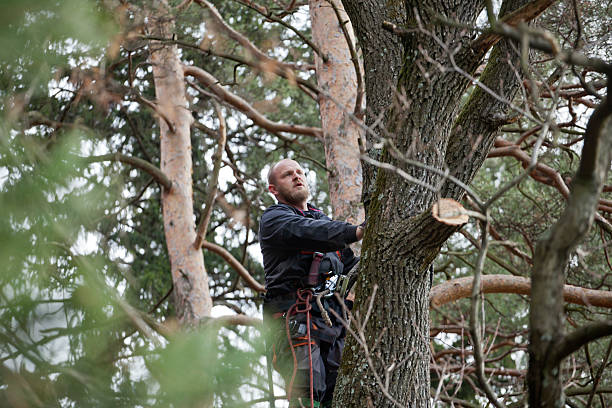 Best Commercial Tree Services  in Bryn Mawr Skyy, WA