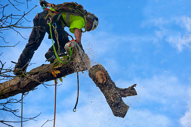 Best Tree Cabling and Bracing  in Bryn Mawr Skyy, WA
